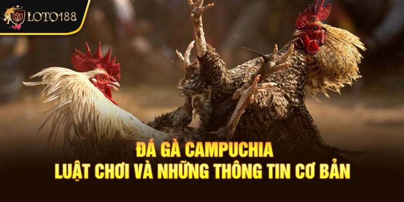 Loto188: Nền Tảng Cá Cược Trực Tuyến Uy Tín Cho Đá Gà Campuchia